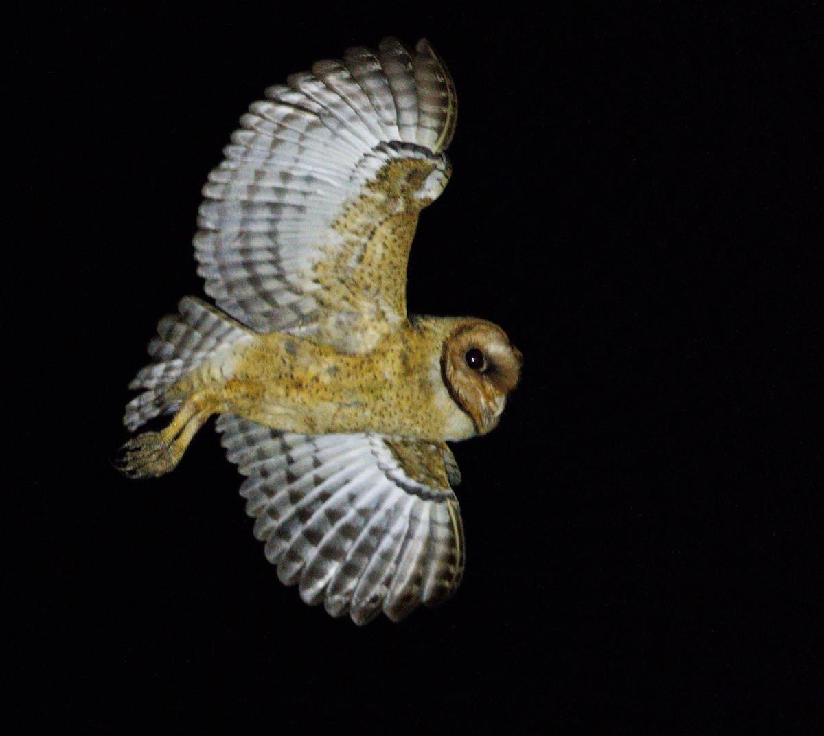 American Barn Owl (Lesser Antilles) - ML631336616