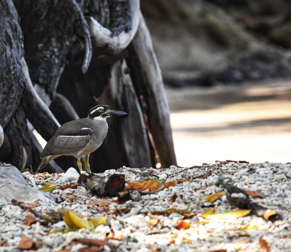 Beach Thick-knee - ML631336647