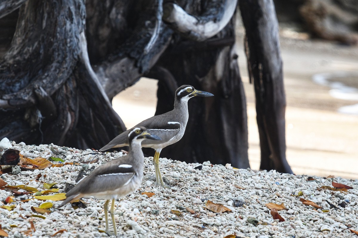 Beach Thick-knee - ML631336648