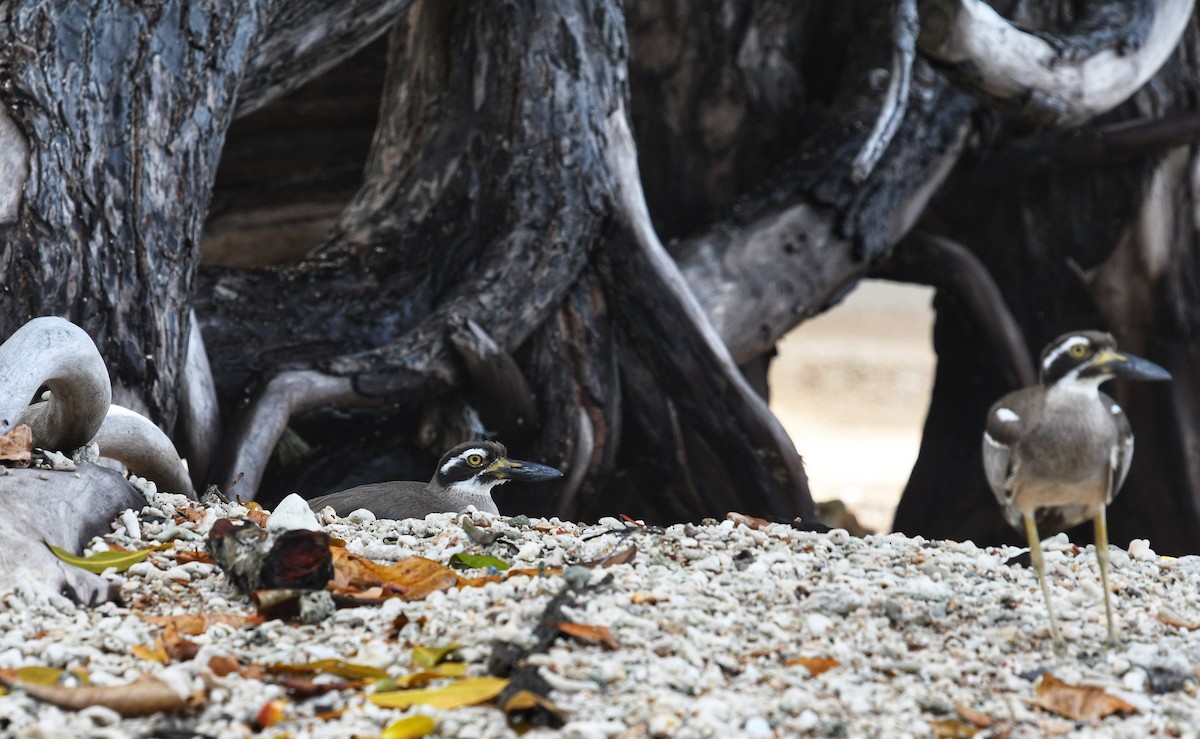 Beach Thick-knee - ML631336649
