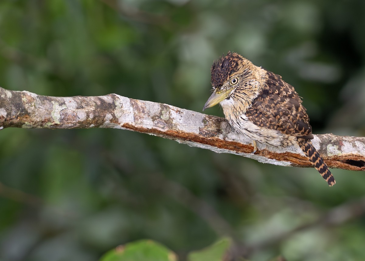 Eastern Striolated-Puffbird (torridus) - ML631336657