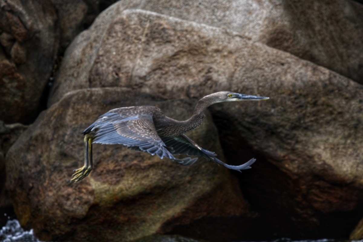 Great-billed Heron - ML631336687