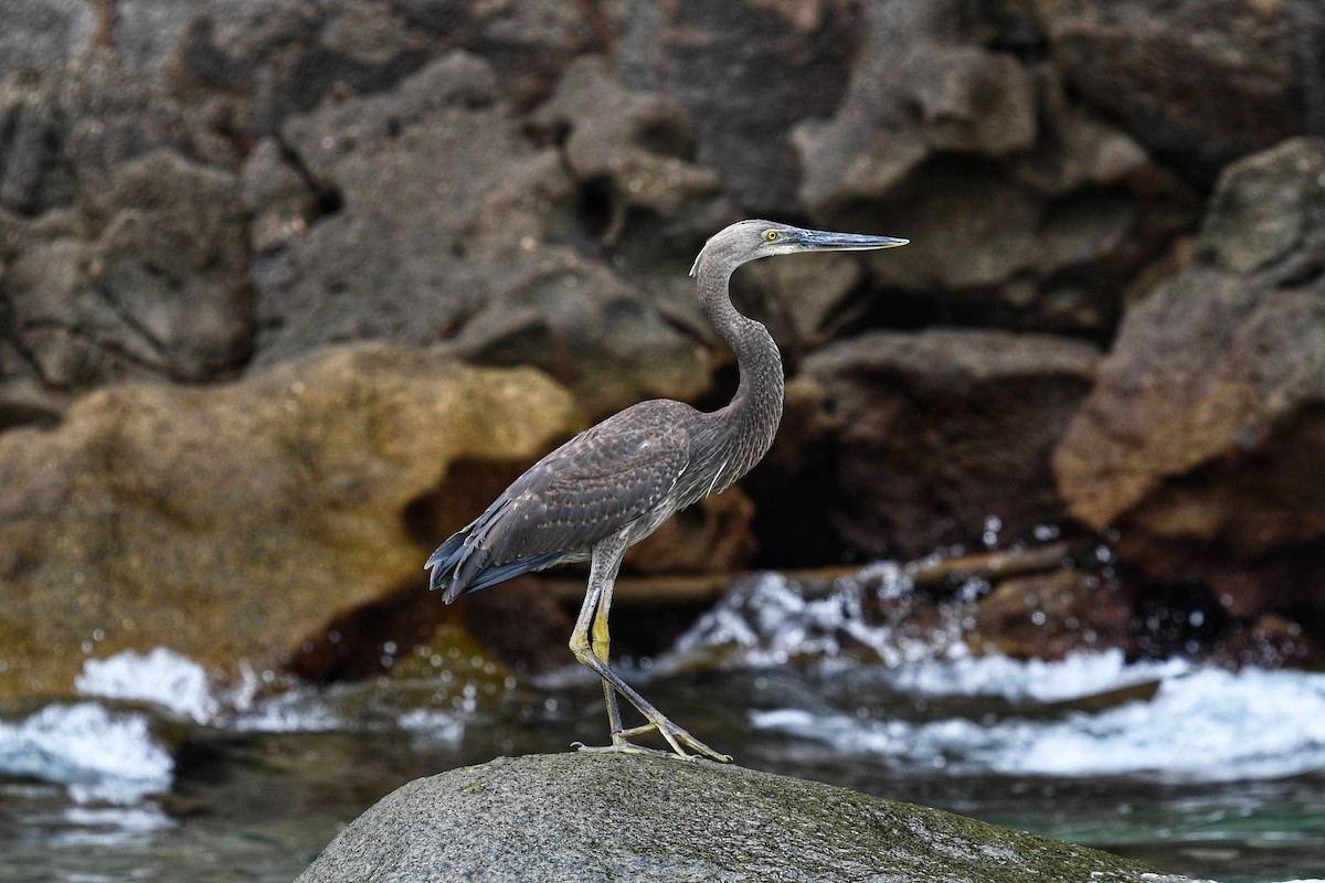 Great-billed Heron - ML631336688