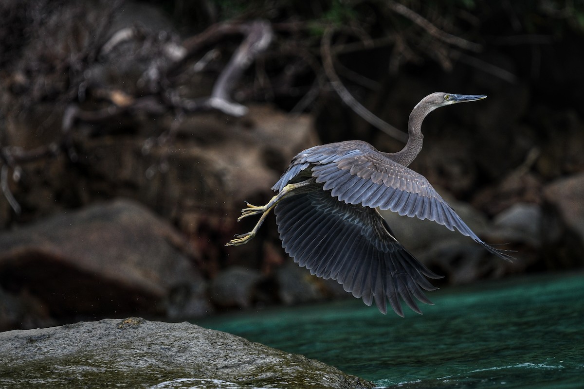 Great-billed Heron - ML631336690