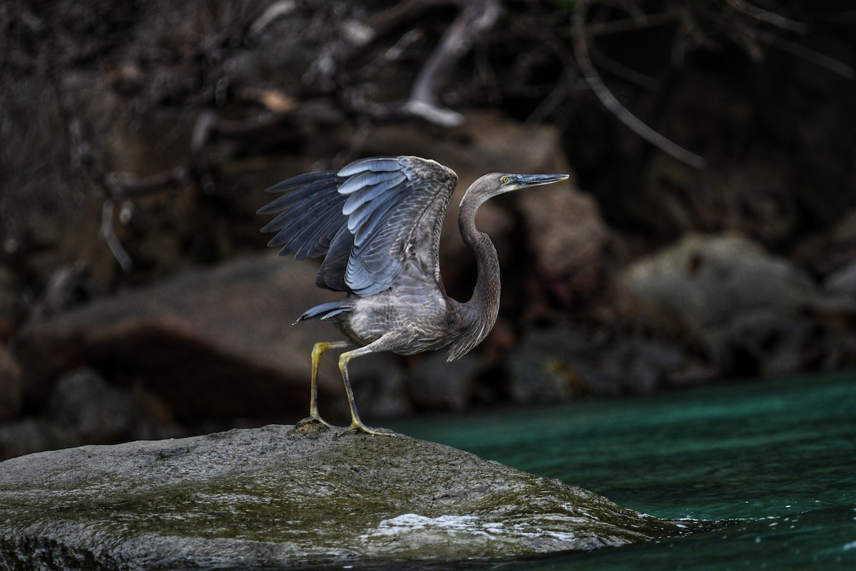 Great-billed Heron - ML631336691