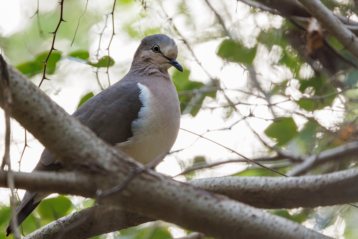 Grenada Dove - ML631336719