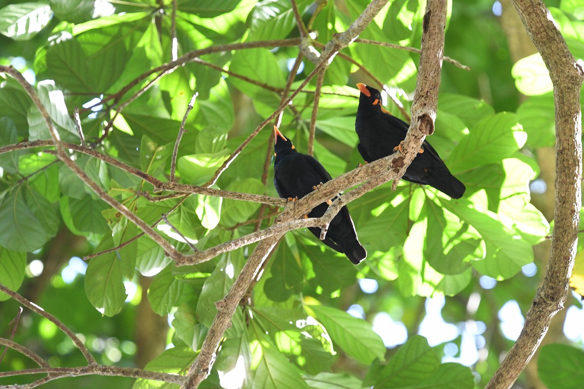 Common Hill Myna - ML631336758