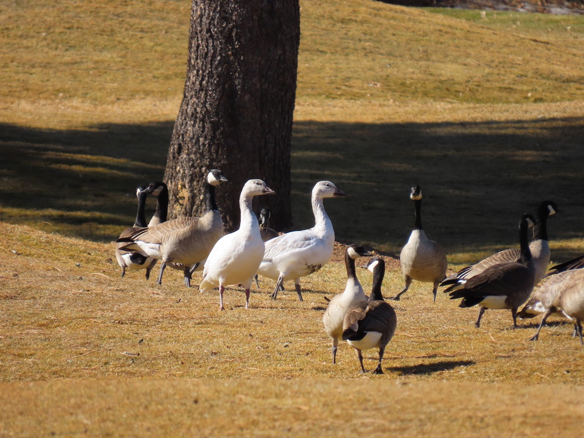 Snow Goose - ML631336777