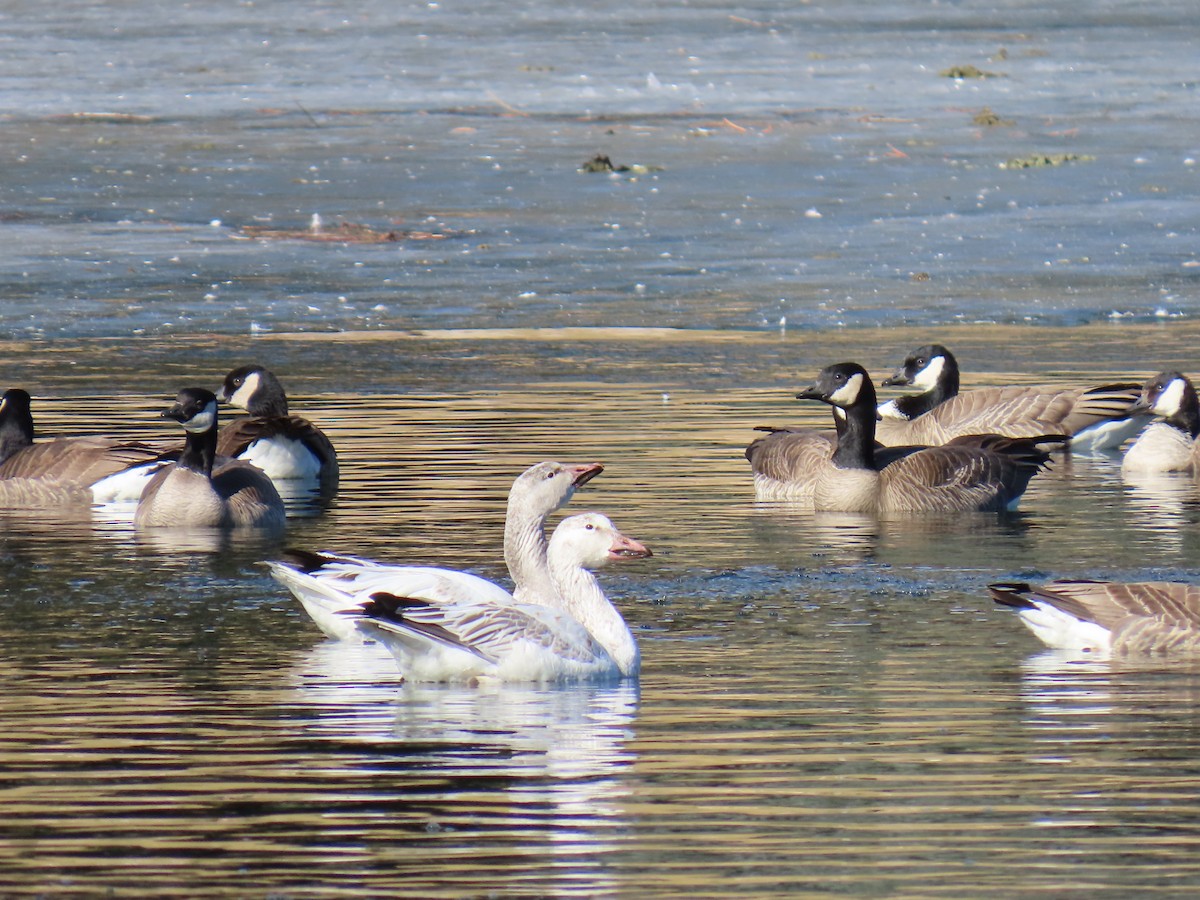Snow Goose - ML631336816