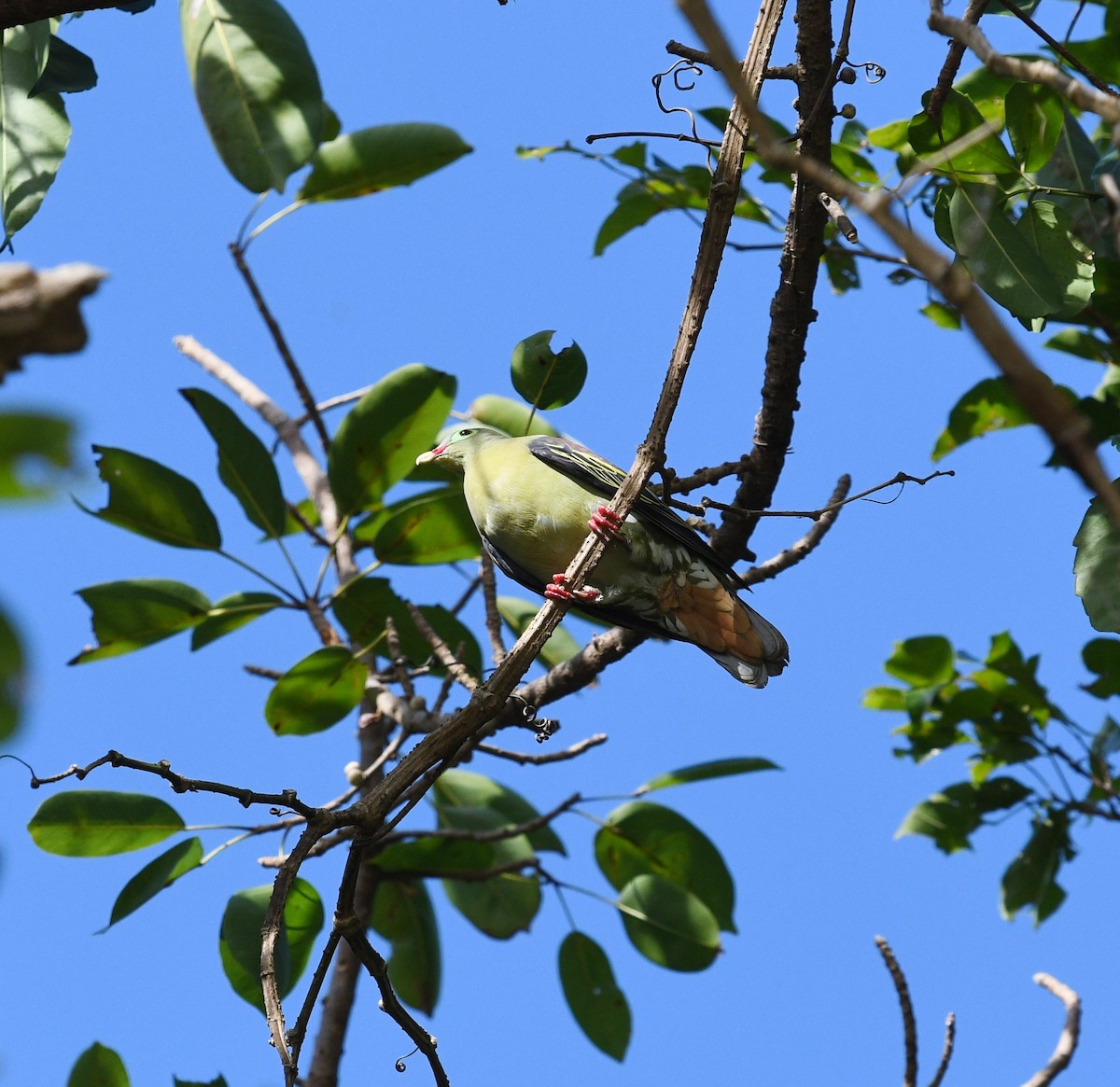 Thick-billed Green-Pigeon - ML631337118