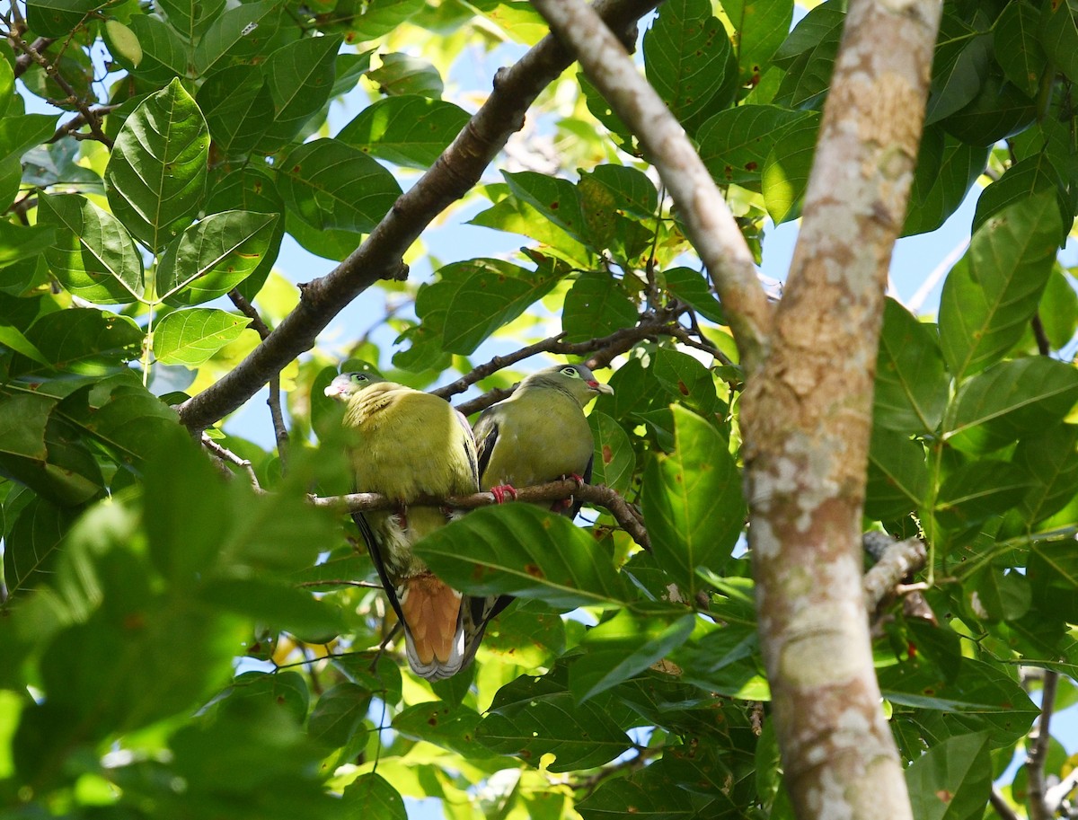Thick-billed Green-Pigeon - ML631337119