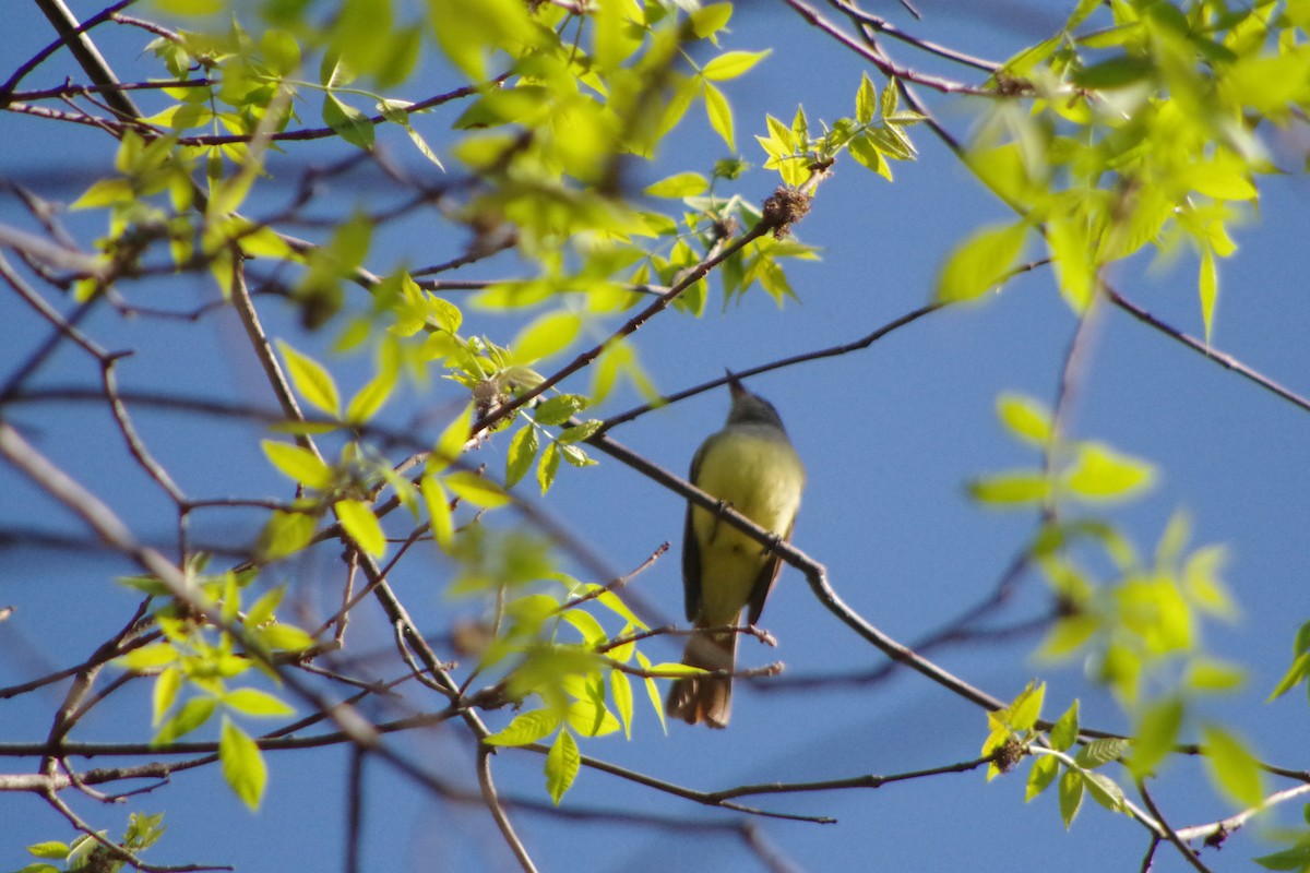 Great Crested Flycatcher - ML631337270