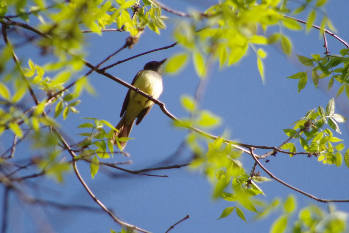 Great Crested Flycatcher - ML631337271