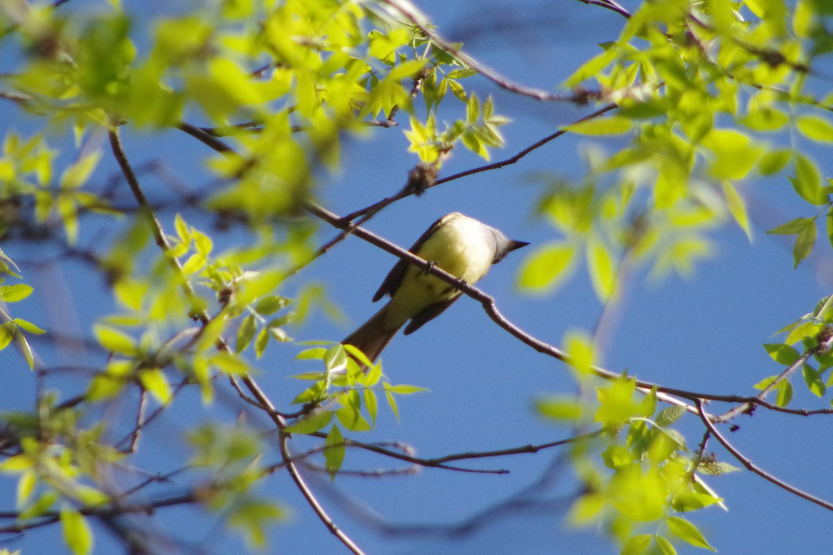 Great Crested Flycatcher - ML631337272