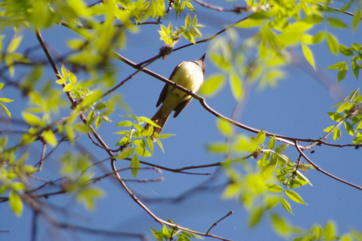 Great Crested Flycatcher - ML631337273