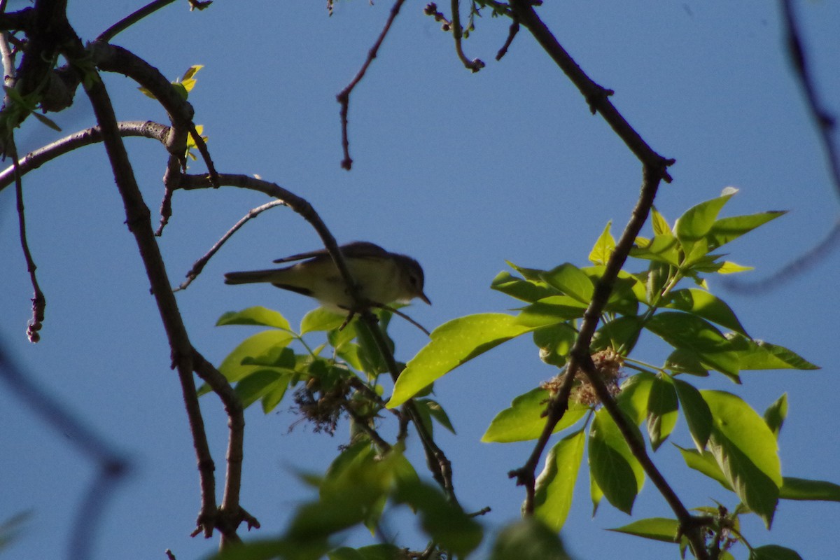 Great Crested Flycatcher - ML631337274