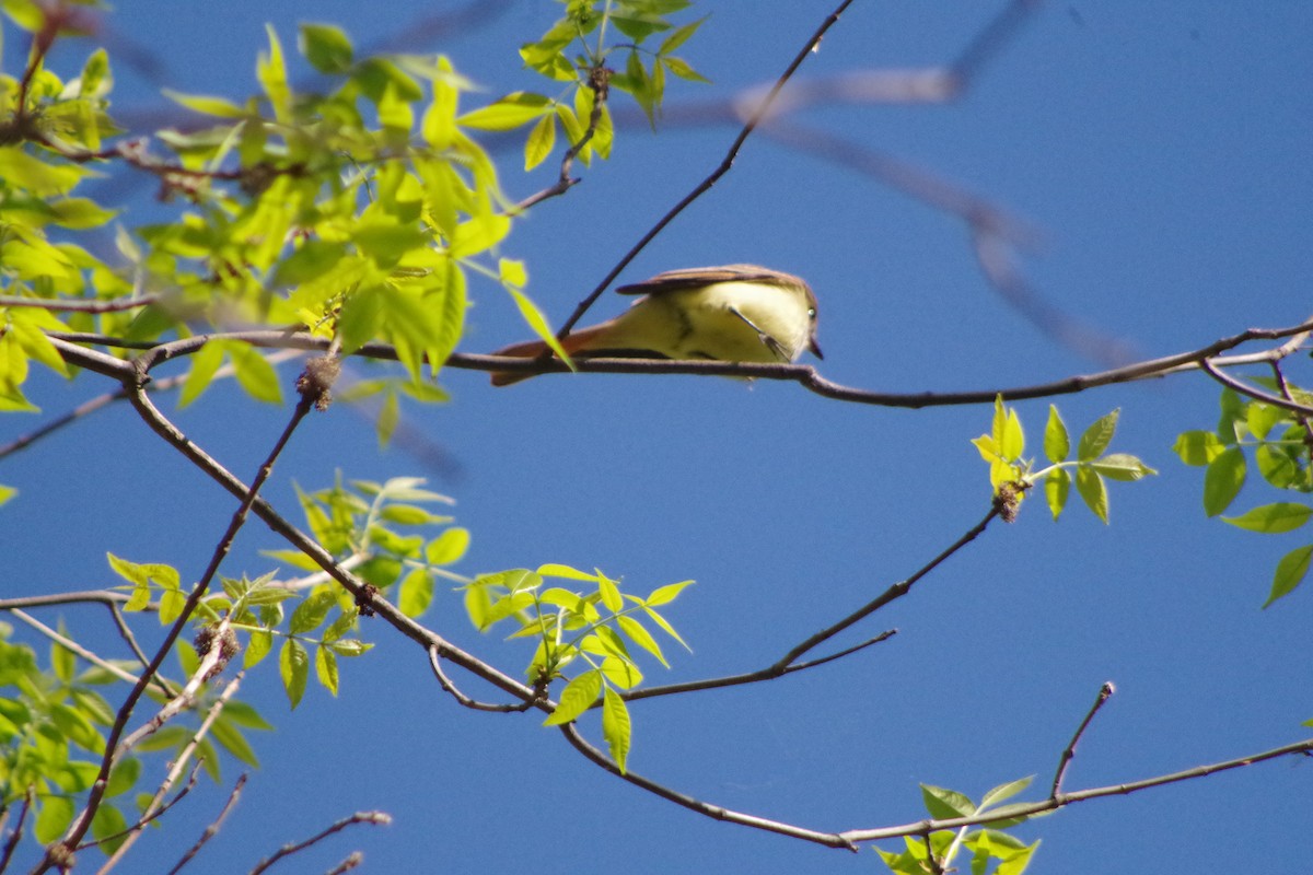 Great Crested Flycatcher - ML631337275