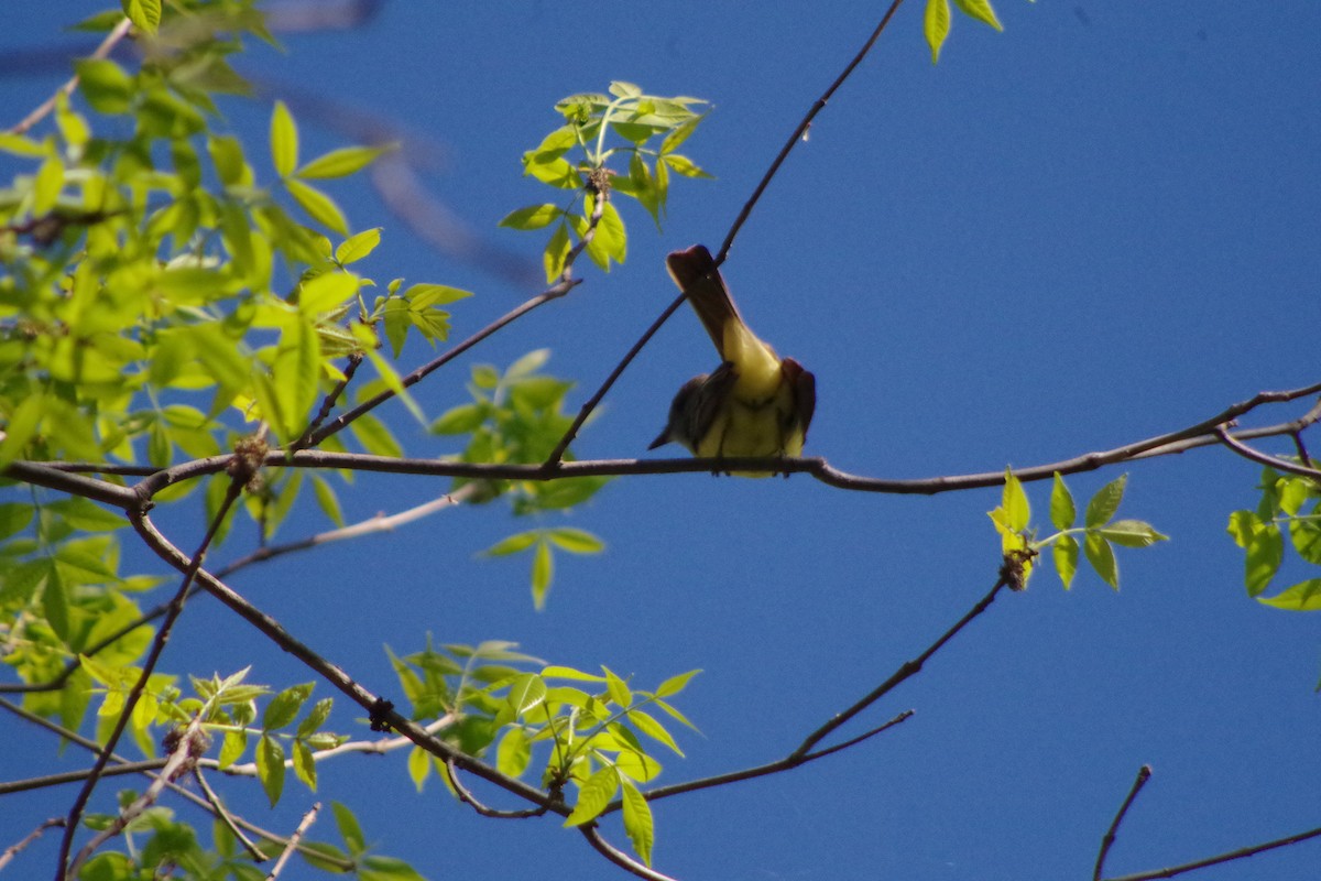 Great Crested Flycatcher - ML631337276