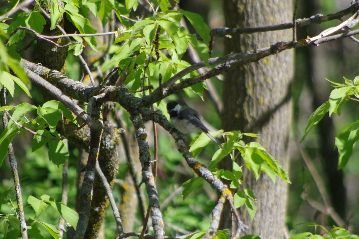 Black-capped Chickadee - ML631337292