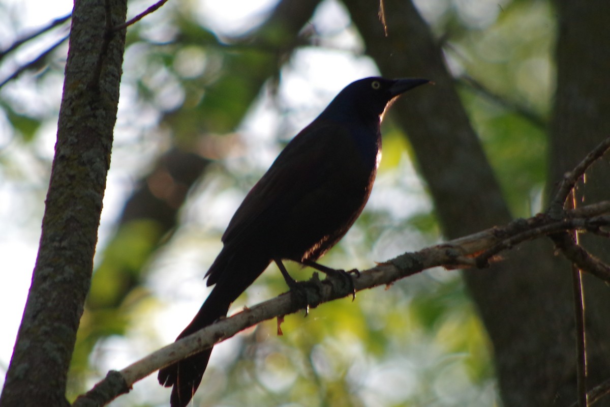 Common Grackle - ML631337393