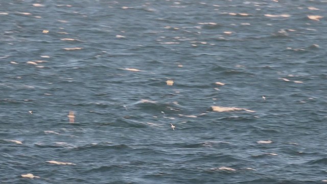 Cook's Petrel - ML631337488