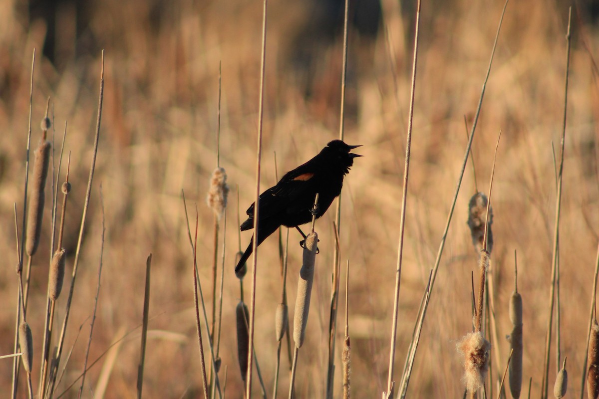 Red-winged Blackbird - ML631337859
