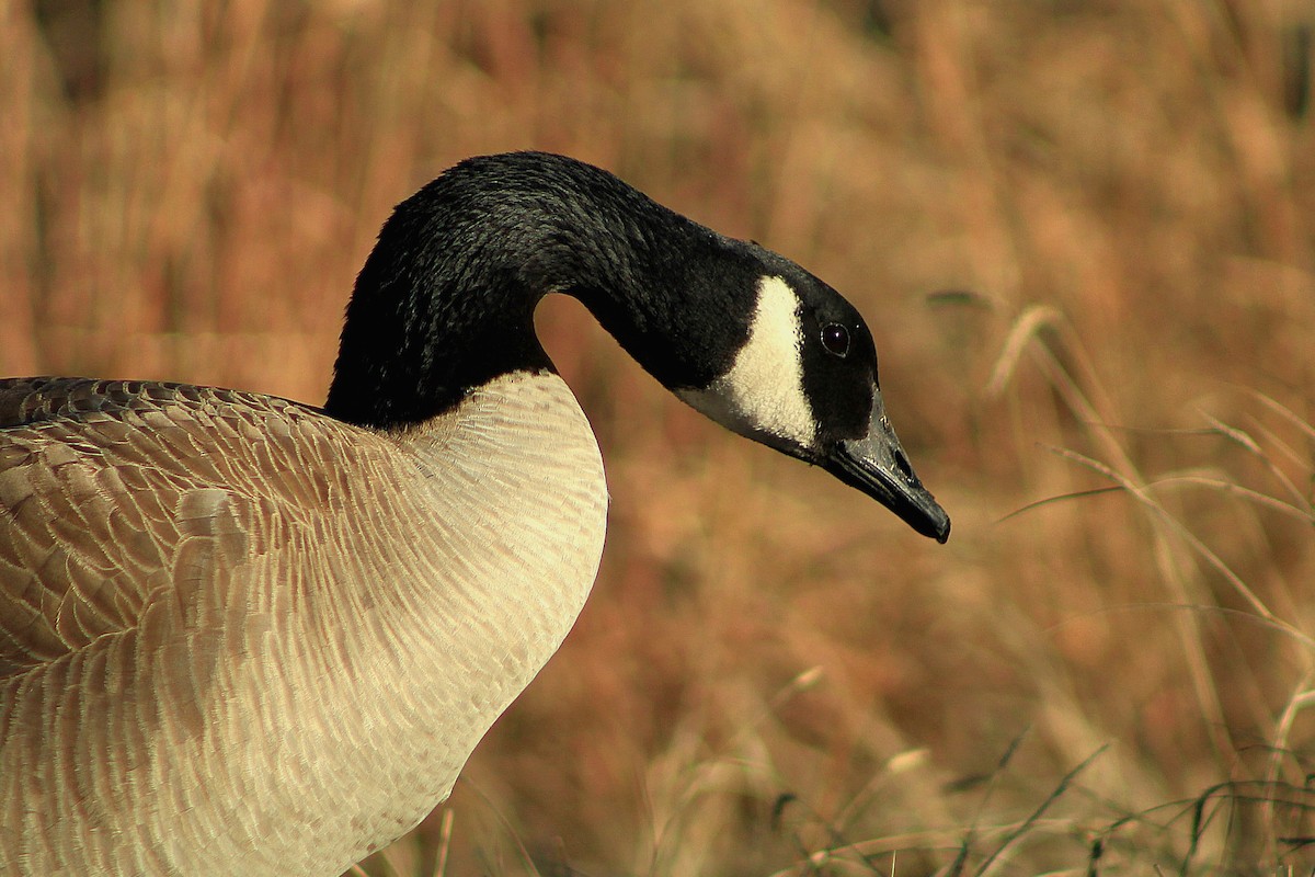 Canada Goose - ML631337863
