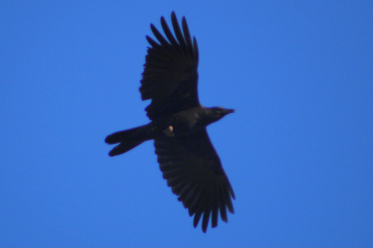 American Crow - ML631337889
