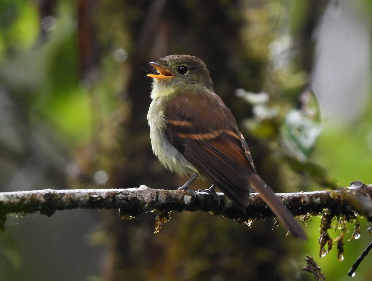 Roraiman Flycatcher - ML631338009