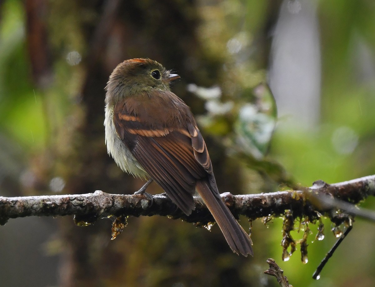 Roraiman Flycatcher - ML631338010