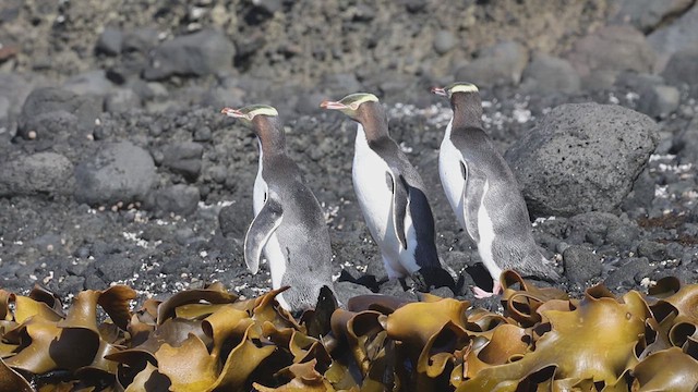 Yellow-eyed Penguin - ML631338076