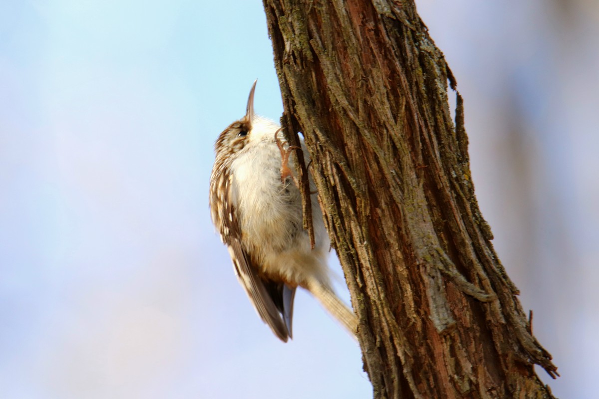 Brown Creeper - ML631338105