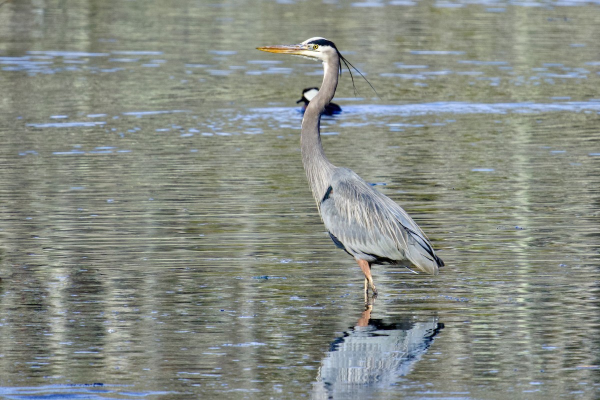 Great Blue Heron - ML631338197