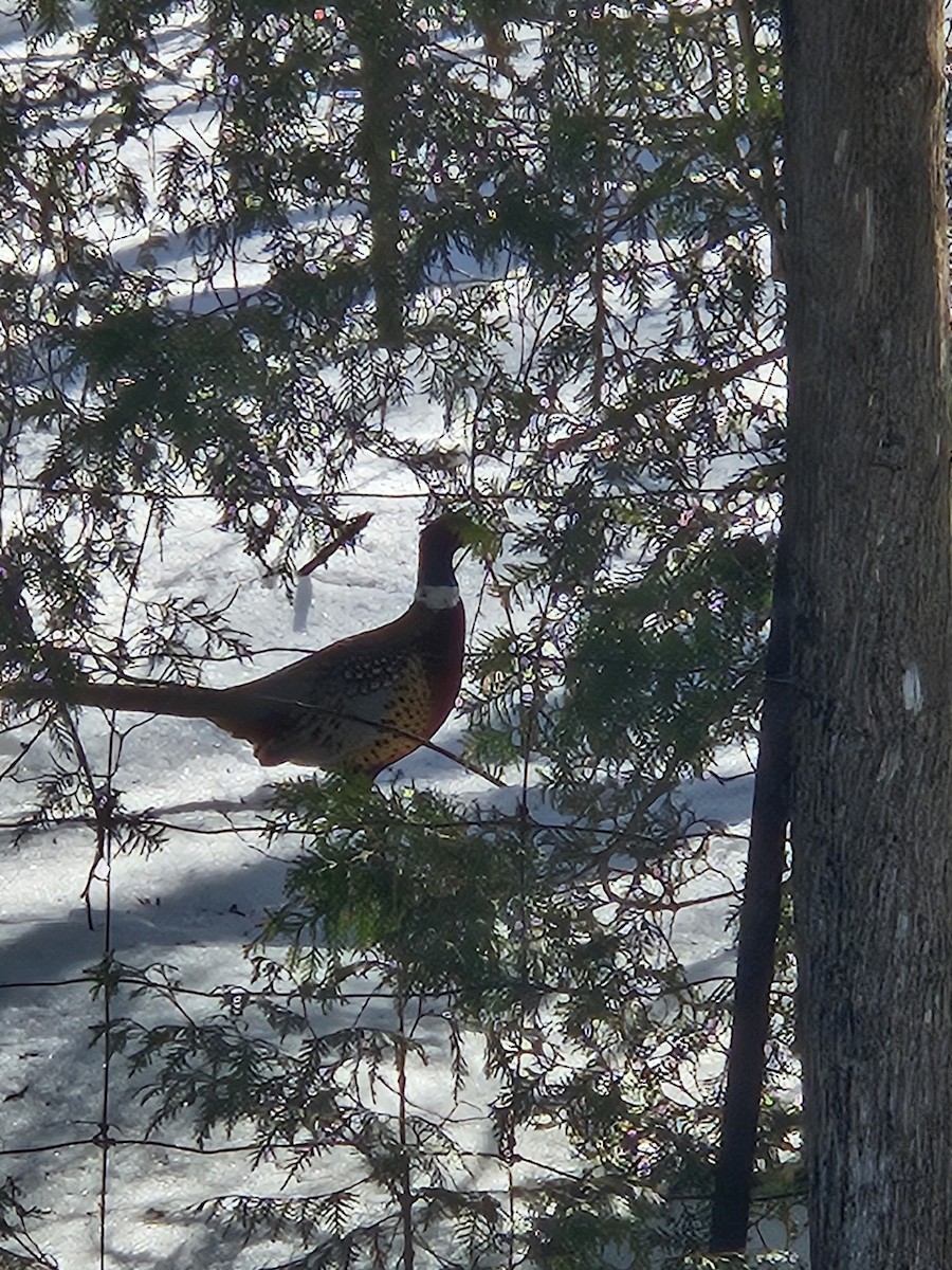 Фазан звичайний - ML631338222