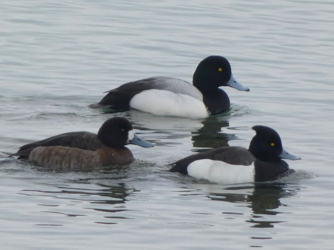 Tufted Duck - Sid Wood