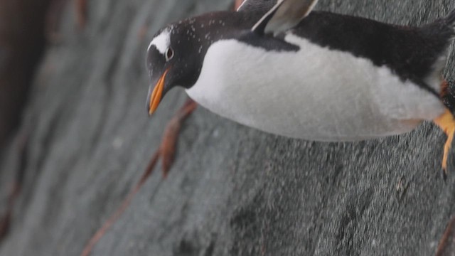 Eselspinguin - ML631338586