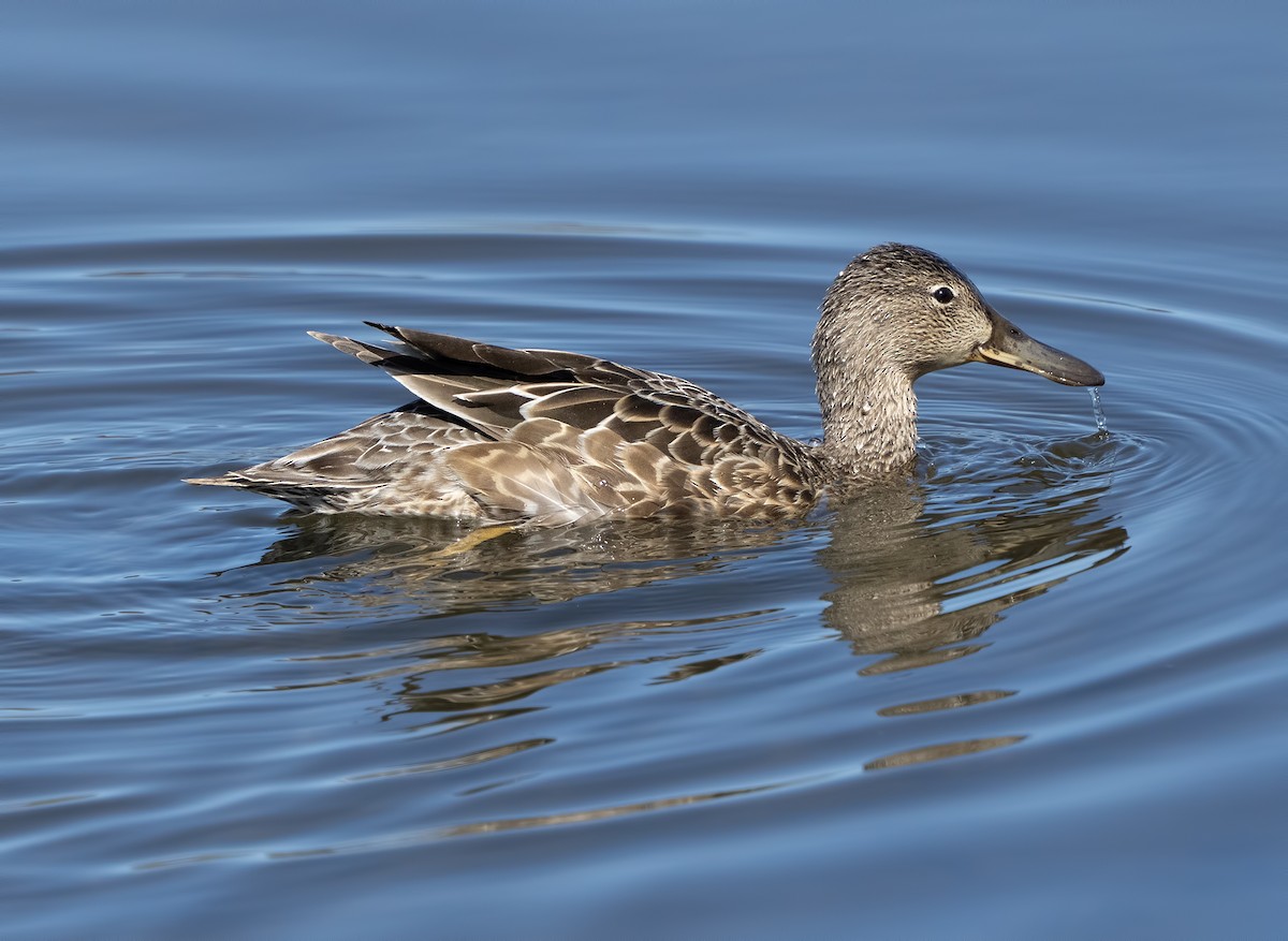 čírka skořicová - ML631338964