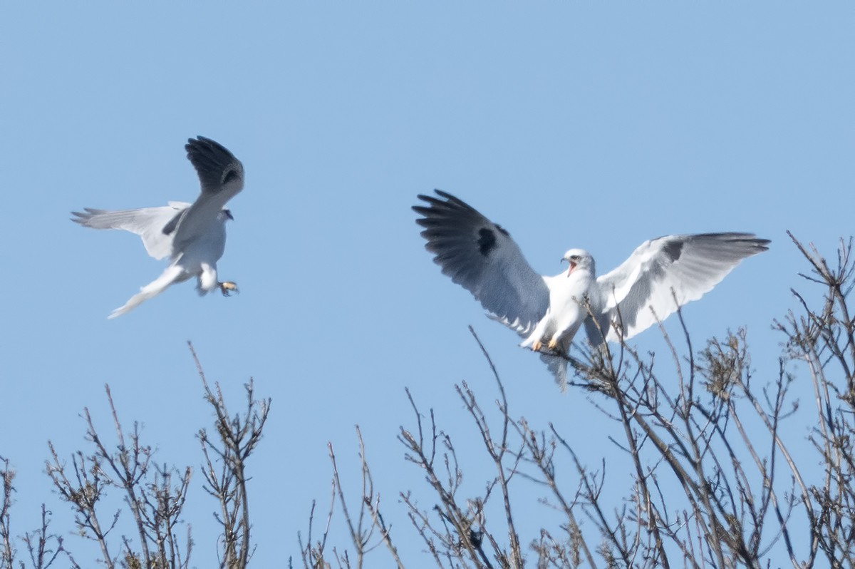 luněc americký - ML631338976