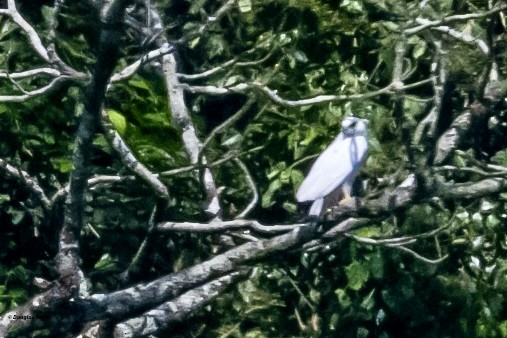 White Hawk (Snowy) - ML631339023