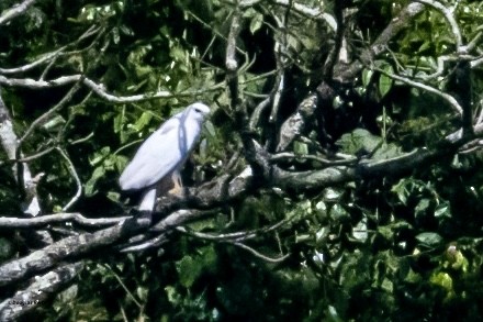 White Hawk (Snowy) - ML631339024