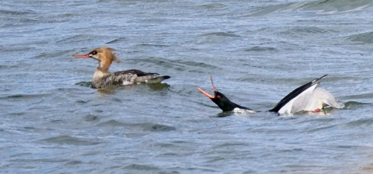 Red-breasted Merganser - ML631339114