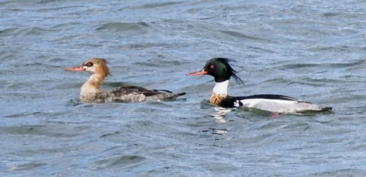 Red-breasted Merganser - ML631339115