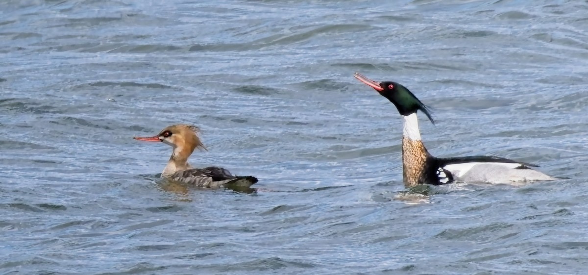 Red-breasted Merganser - ML631339116