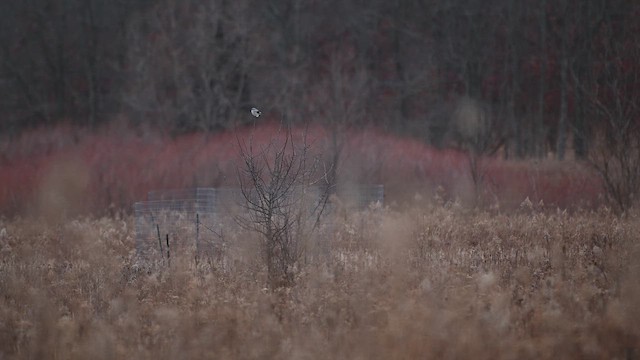 Умардын дунхай - ML631339302