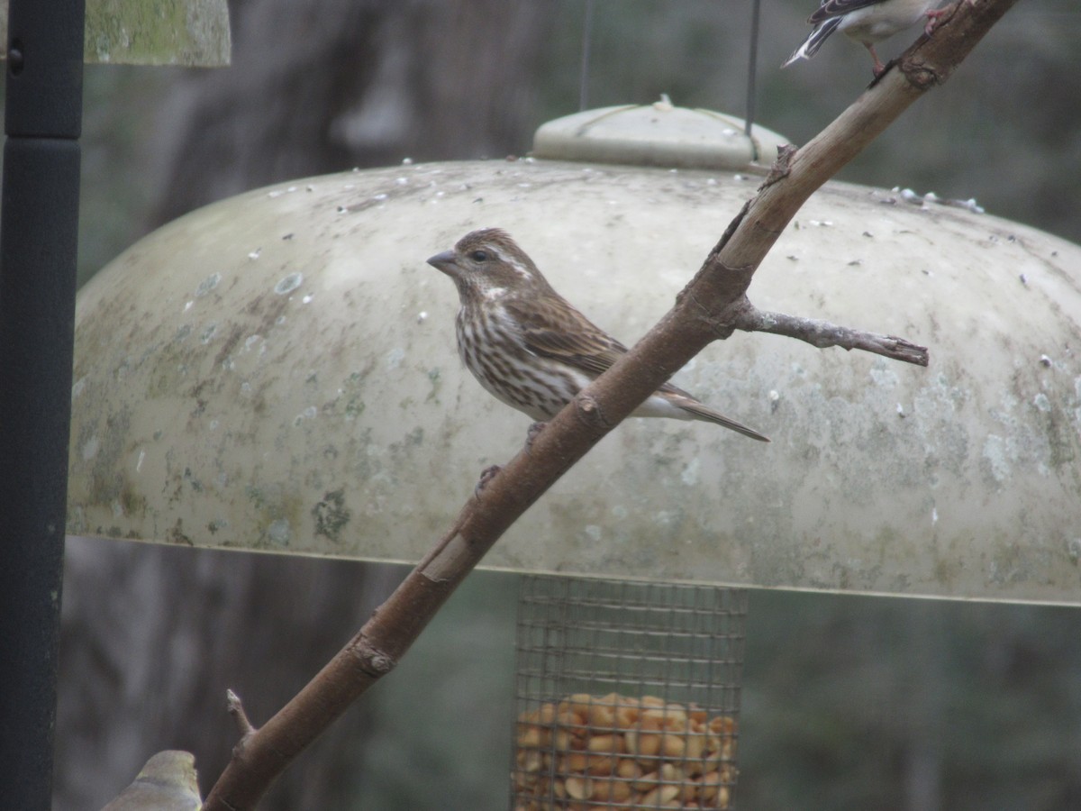 Purple Finch - ML631339583