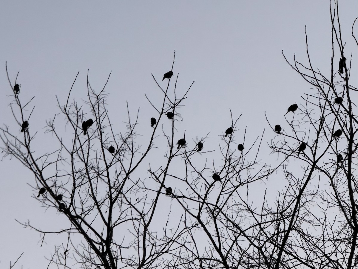 Red-winged Blackbird - ML631339710