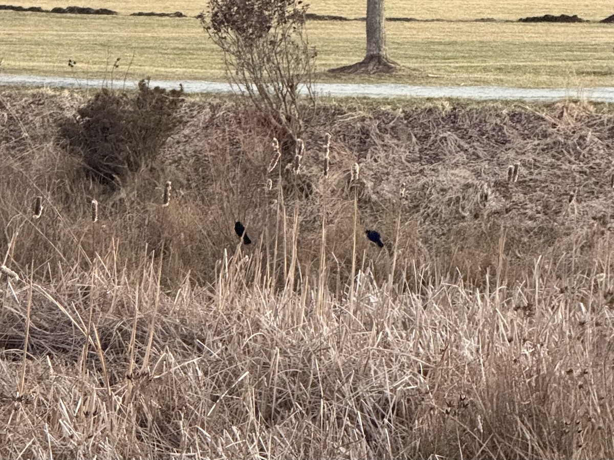 Red-winged Blackbird - ML631339711
