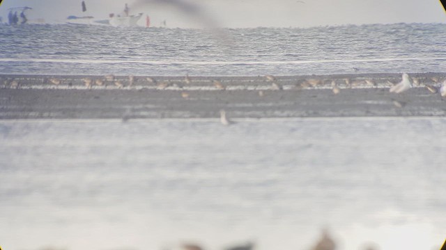 Nordmann's Greenshank - ML631340042