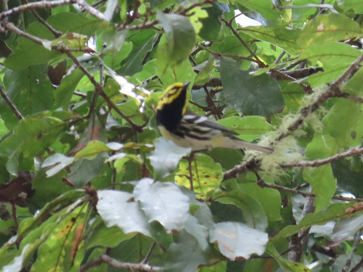 Townsend's x Black-throated Green Warbler (hybrid) - ML631340072