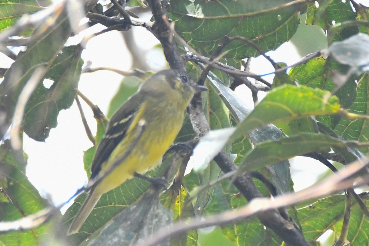 Ashy-headed Tyrannulet - ML631340077